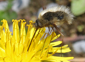 Bombylius major